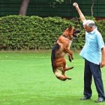 vinod-rai-pet-dog