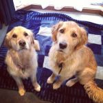 Matthew Wade pets Oscar and Bella