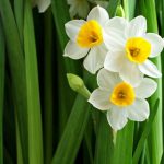 Nargis Flower