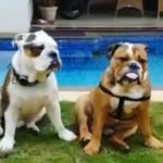 Muskan's Dogs- Simba & Elvis