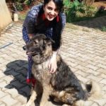Sai Lokur Dog Lover
