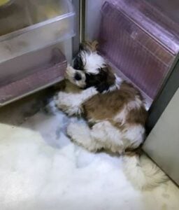 Ojasvi's pet dog, Goki